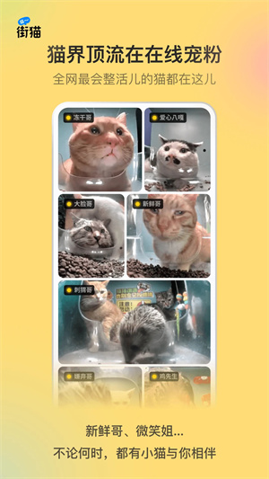 哈啰街猫截图3