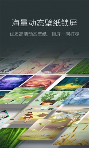 海豚壁纸截图3