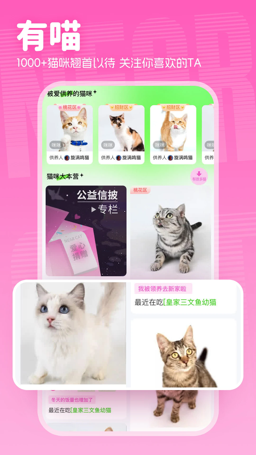 附近有喵截图1