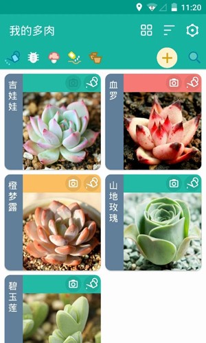多肉花草成长日记