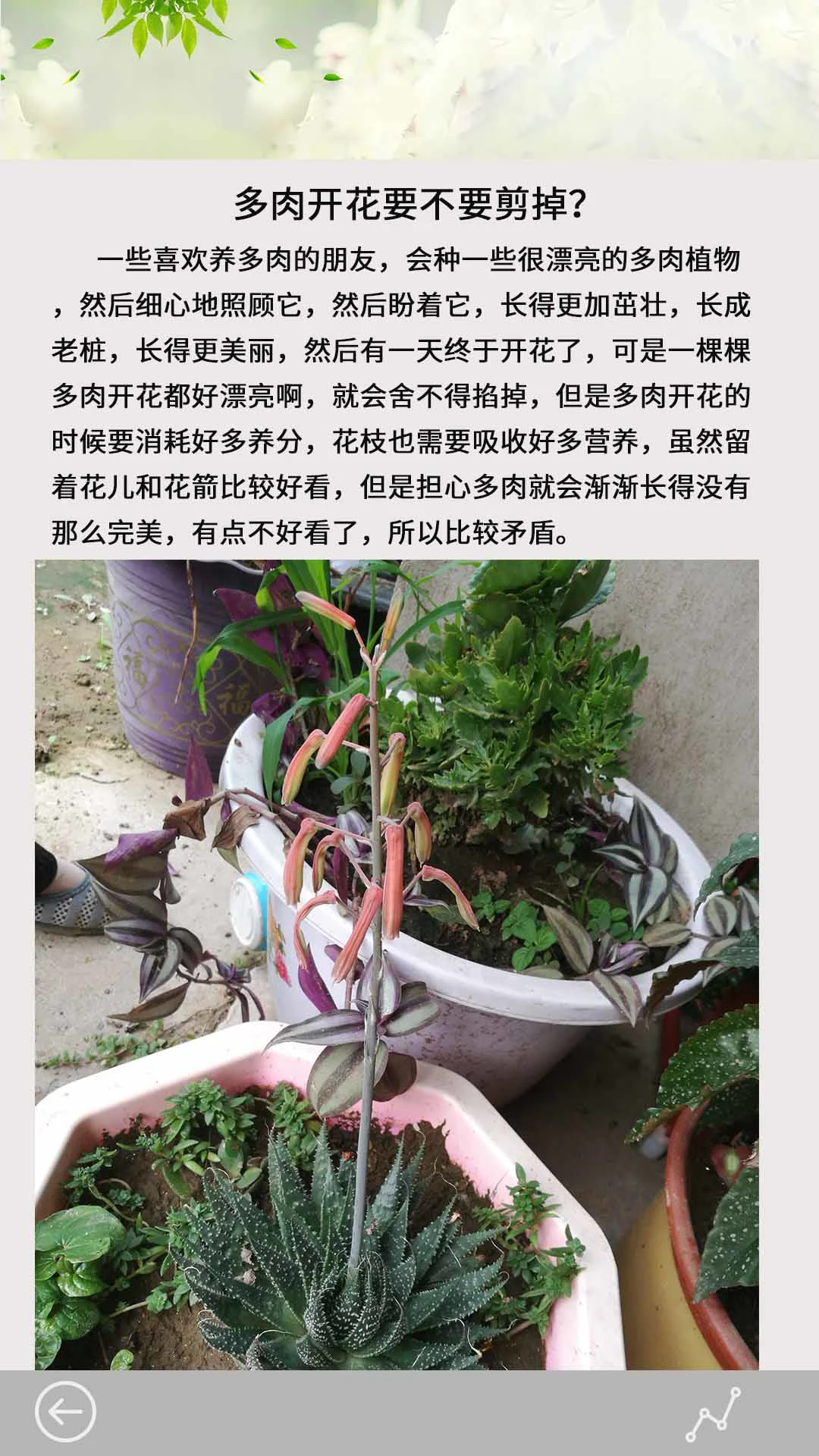 多肉花草成长日记截图1